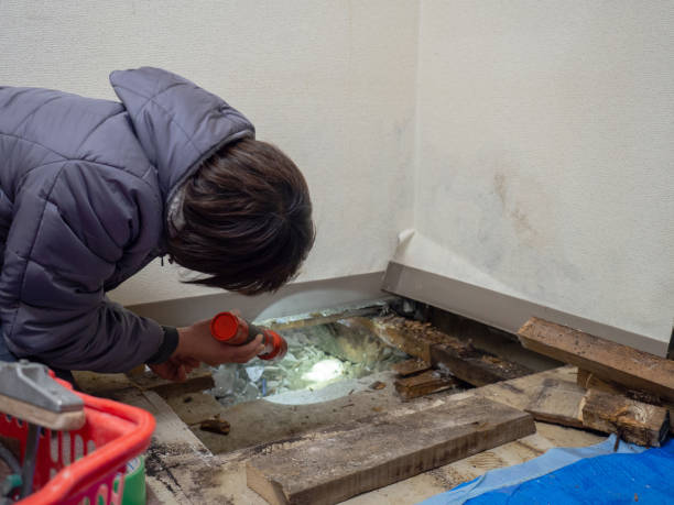 Best Mold Remediation for Vacation Homes  in Brookhaven, MS