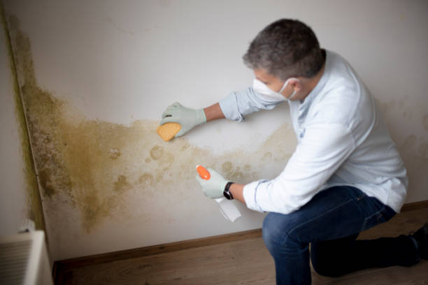 Best Mold Documentation for Insurance Claims  in Brookhaven, MS
